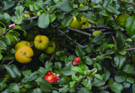 Japanese Quince, Chaenomeles superba, crimson and gold, York Mus